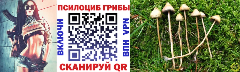 Псилоцибиновые грибы Cubensis  купить наркотик  Красноармейск 